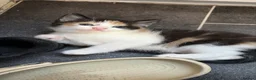 Mixed Breed cats for sale: 5 Beautiful kittens for sale £100 - Advert 3