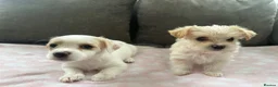 Morkie dogs for sale: morkie puppies - Advert 4