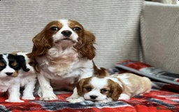 Cavalier King Charles Spaniel dogs for sale: Beautiful cavalier king charles puppies - Image 7
