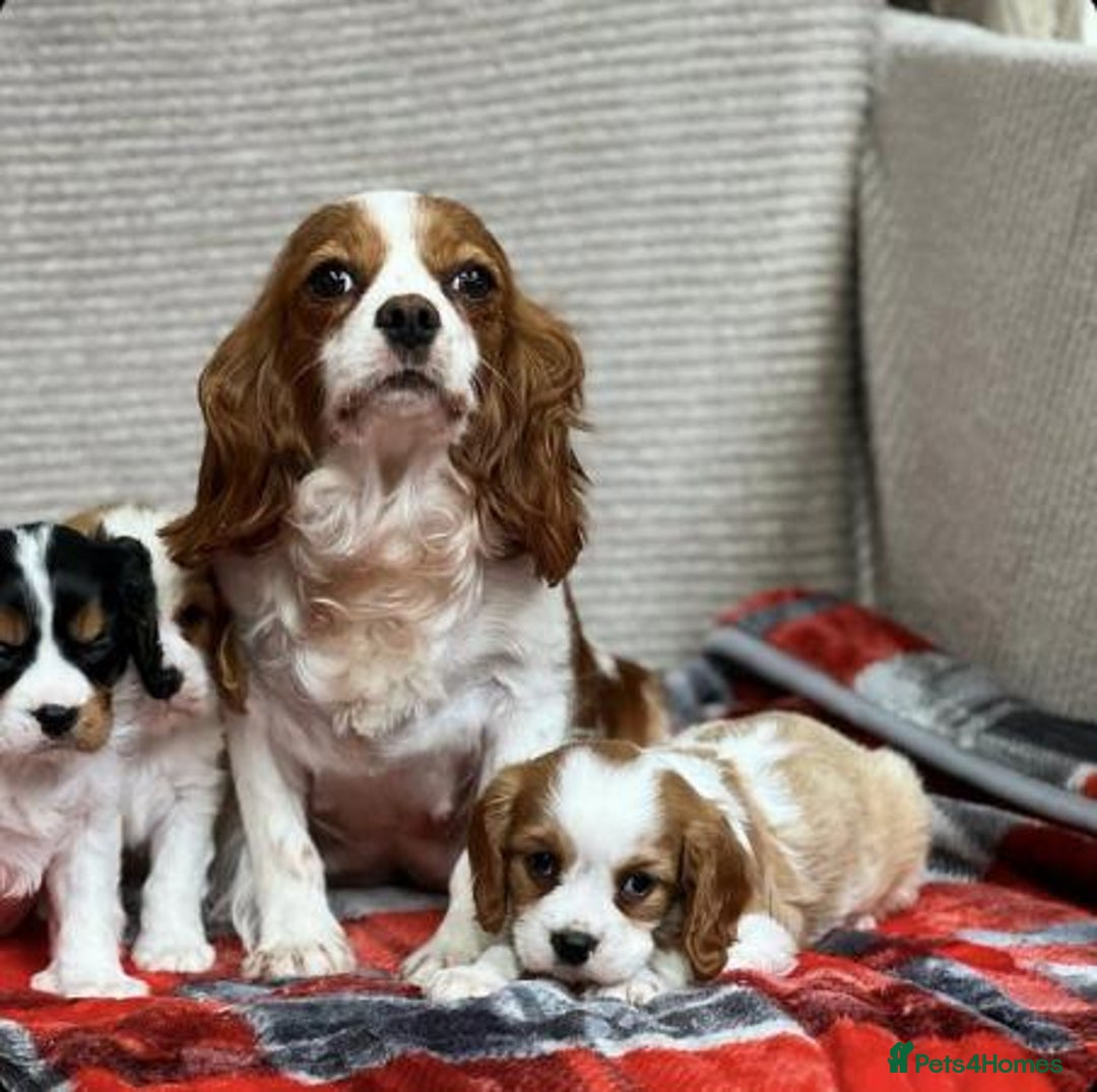 Cavalier King Charles Spaniel dogs for sale: Beautiful cavalier king charles puppies - Image 7