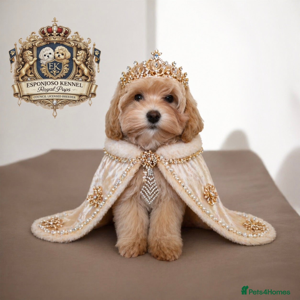 Maltipoo dogs ✨Exquisite F1 tiny Asian maltipoo Champion blood✨ - Advert 3