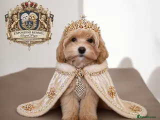Maltipoo dogs ✨Exquisite F1 tiny Asian maltipoo Champion blood✨ - Advert 4