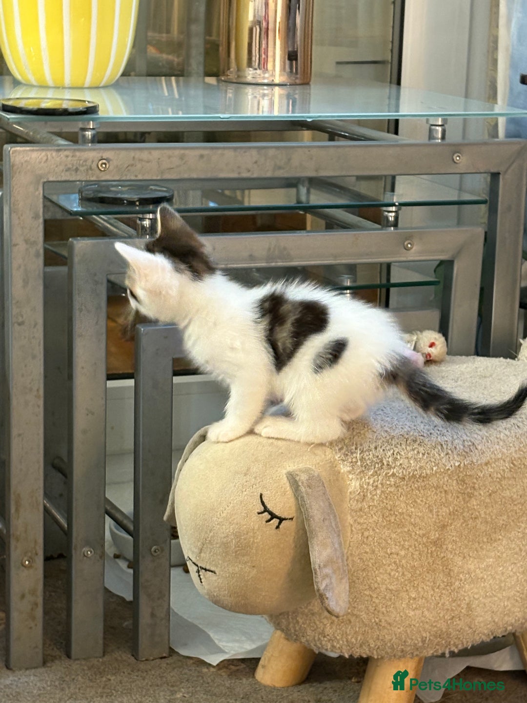 Mixed Breed cats for sale: Beautiful long and short haired kittens  - Advert 24