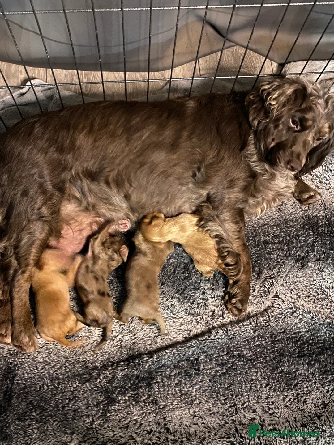 Cocker Spaniel dogs for sale: 💙1 BOY ABSOLUTELY STUNNING STUD LEFT💙  - Advert 2