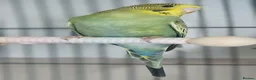 Budgerigars birds for sale: Outstanding pet baby budgies priced from £40 - Advert 12