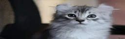American Curl cats for sale: Pure American curl kittens  - Advert 7
