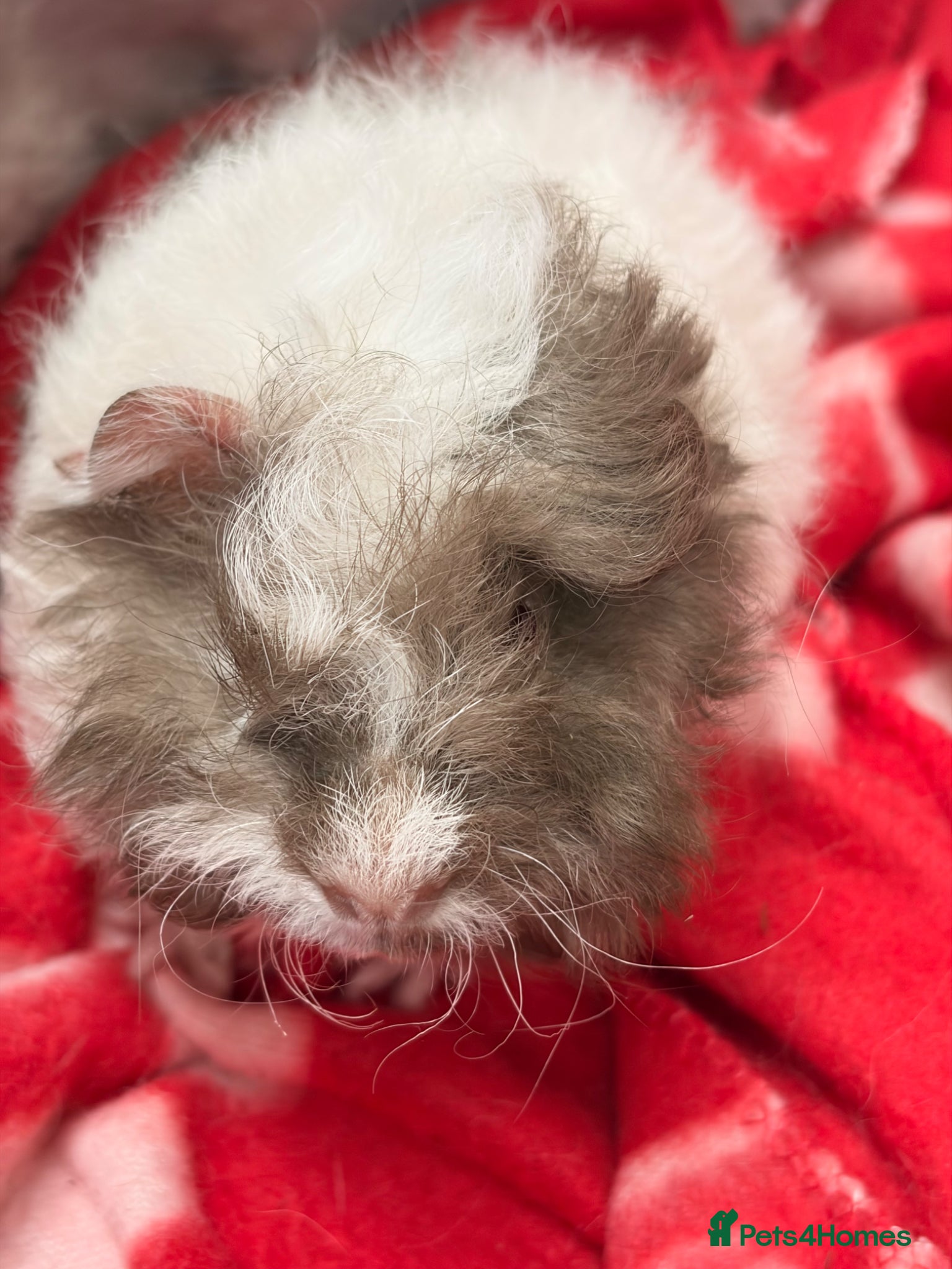 Guinea Pig rodents for sale: BEAUTIFUL BABY BOY GUINEA PIGS - Advert 2