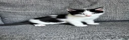 Mixed Breed cats for sale: Two kittens for sale, £150 each - Advert 2