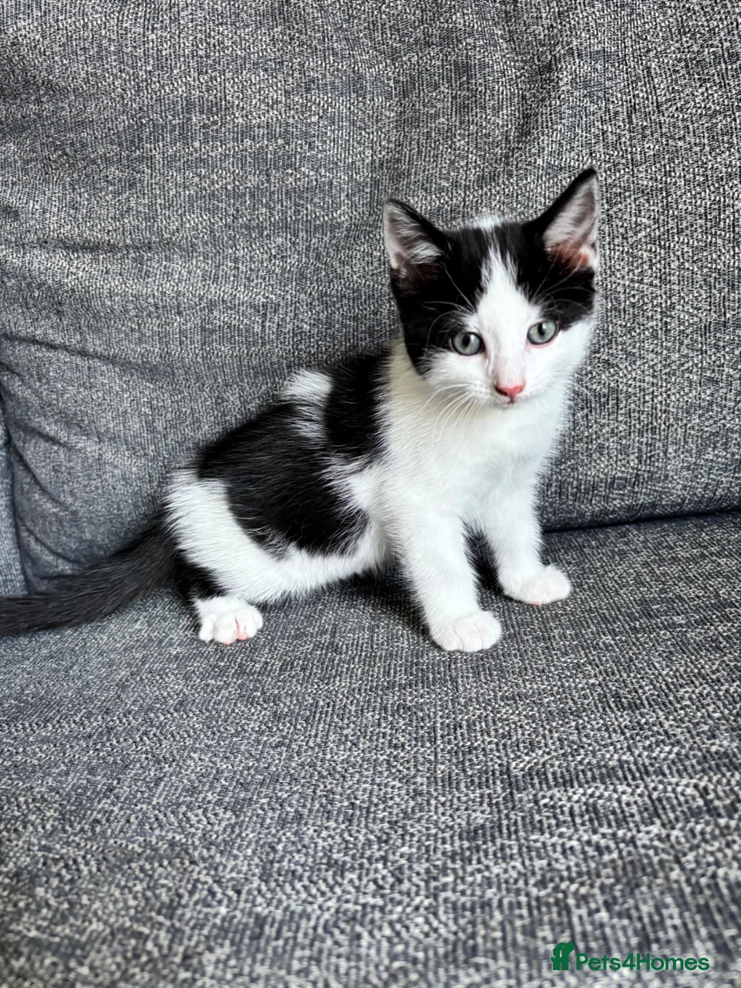 Mixed Breed cats for sale: Two kittens for sale, £150 each - Advert 2