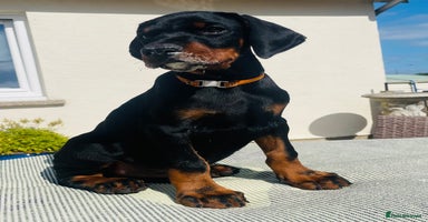 Dobermann dogs in Whitland - Advert 1