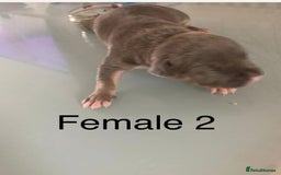 Staffordshire Bull Terrier dogs for sale: Blue tri Staffordshire bull terrier pups for sale  - Image 17