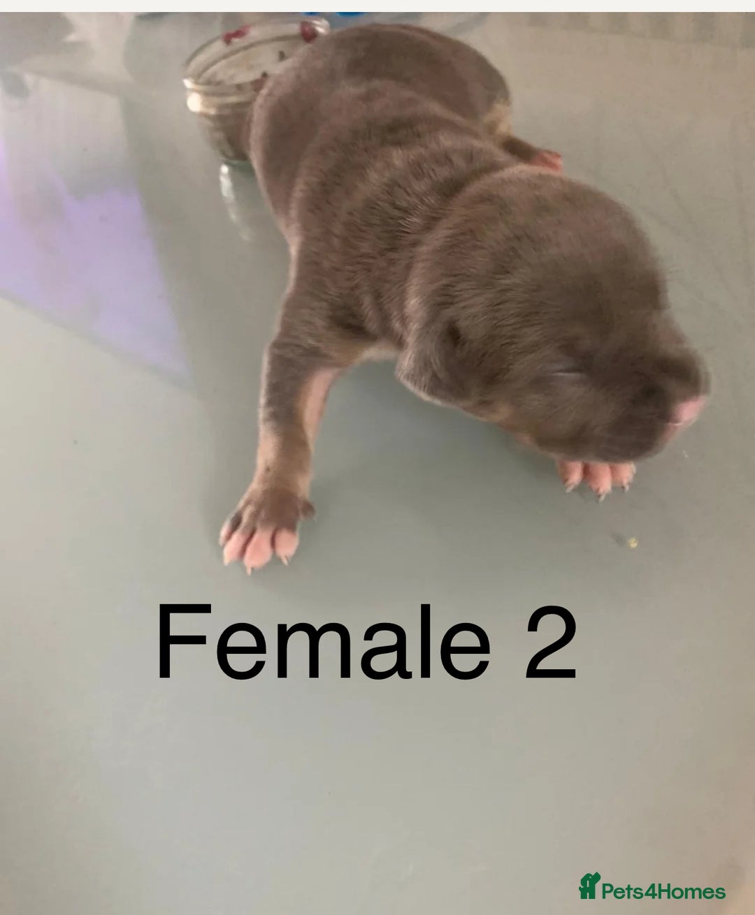 Staffordshire Bull Terrier dogs for sale: Blue tri Staffordshire bull terrier pups for sale  - Image 17