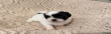 Shih Tzu 1