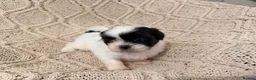 Shih Tzu dogs for sale: Beautiful Home reared Shih Tzu Puppies - Advert 28