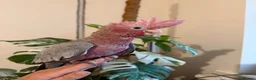 Cockatoo birds for sale: Hand reared baby galah  - Advert 3