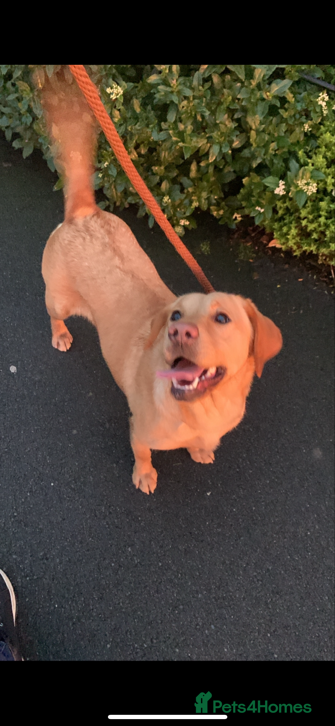 Labrador Retriever dogs Our Beutiful golden lab Roxy - Advert 9