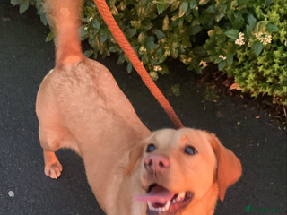 Labrador Retriever dogs Our Beutiful golden lab Roxy - Advert 1
