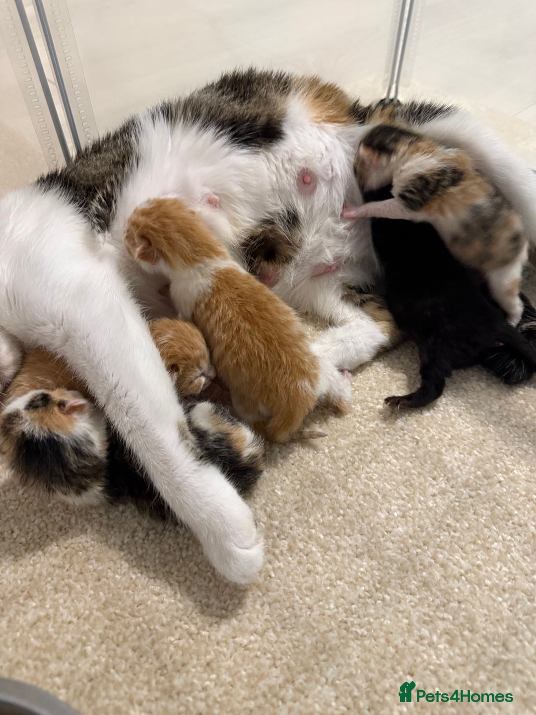 Domestic Shorthair cats for sale: 5 kittens available  - Advert 15