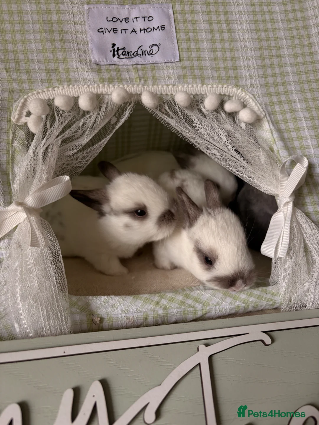 English rabbits for sale: 5 beautiful baby bunnies🐰  in Blackpool - Advert 2