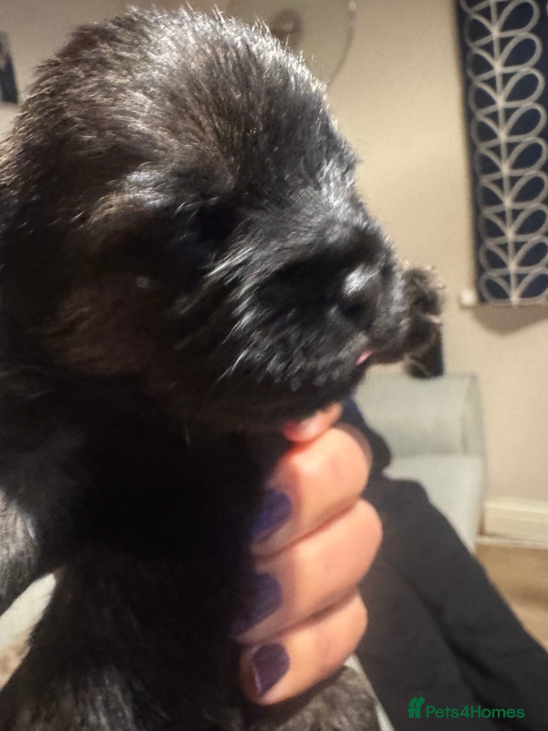 Border Terrier dogs for sale: Beautiful Pure Border Terriers  - Advert 7