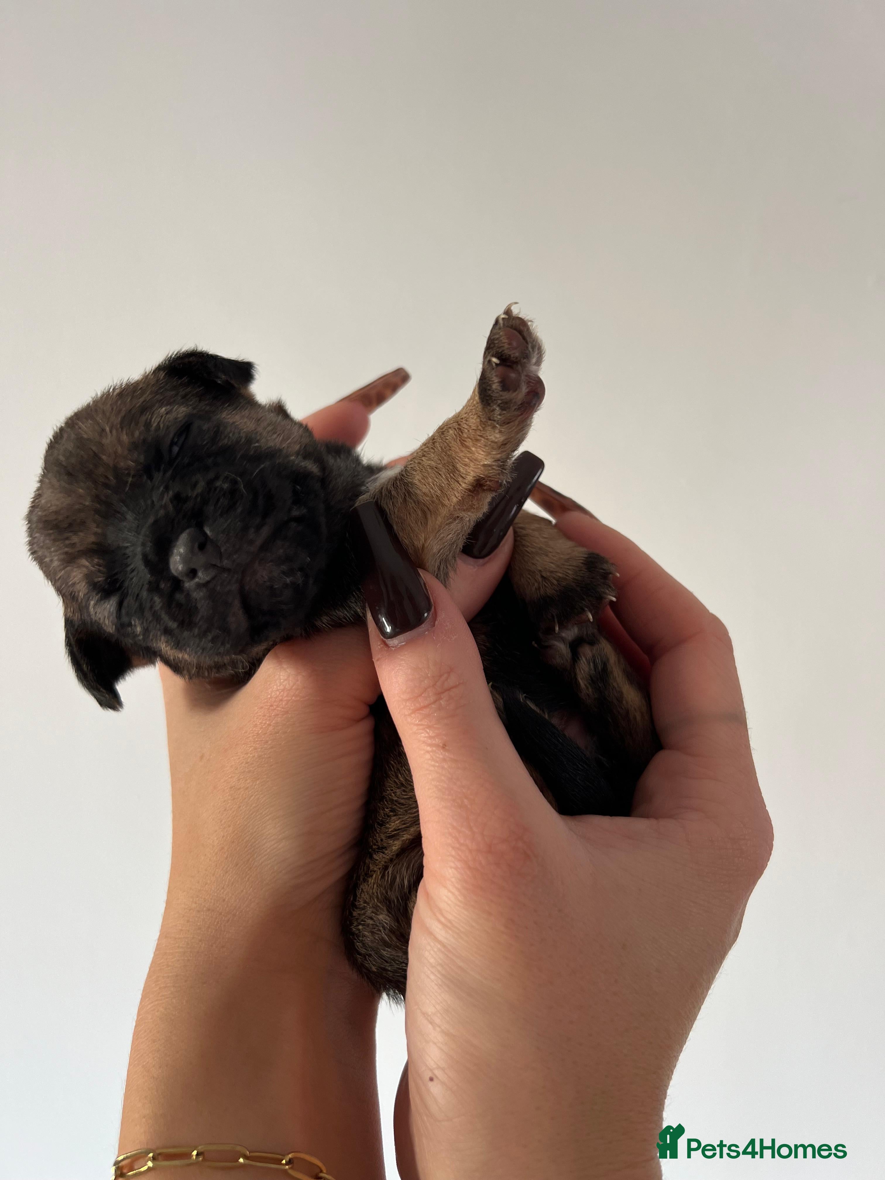 Border Terrier dogs 5 star BORDER TERRIERS PUP KC REG/SLEM CLEAR - Advert 2