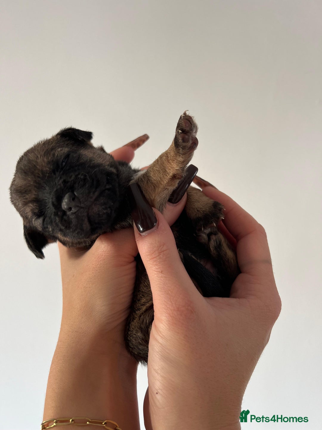Border Terrier dogs for sale: 5 star BORDER TERRIERS PUP KC REG/SLEM CLEAR - Advert 10