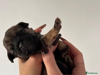 Border Terrier dogs 5 star BORDER TERRIERS PUP KC REG/SLEM CLEAR - Advert 2
