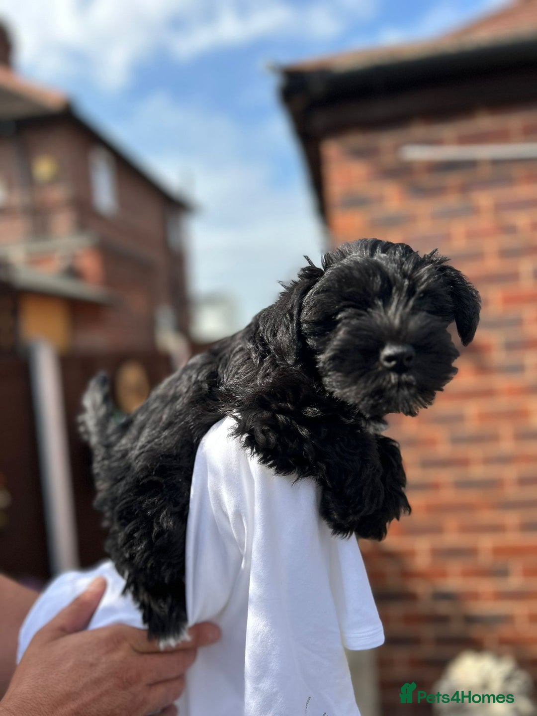 Miniature Schnauzer dogs for sale: Miniature schnauzer puppy - Image 5