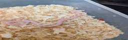 Corn Snake reptiles for sale: Corn snakes for sale  in Pentre - Advert 4