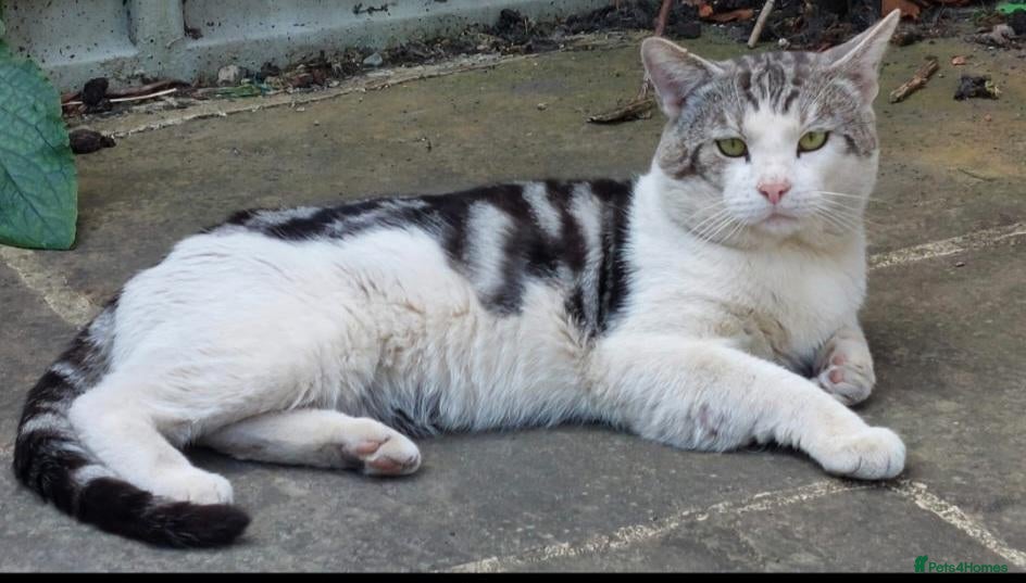 Mixed Breed cats Urgent home needed for this little male cat  - Advert 1