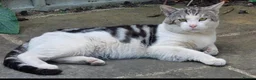 Mixed Breed cats for sale: Urgent home needed for this little male cat  - Advert 1