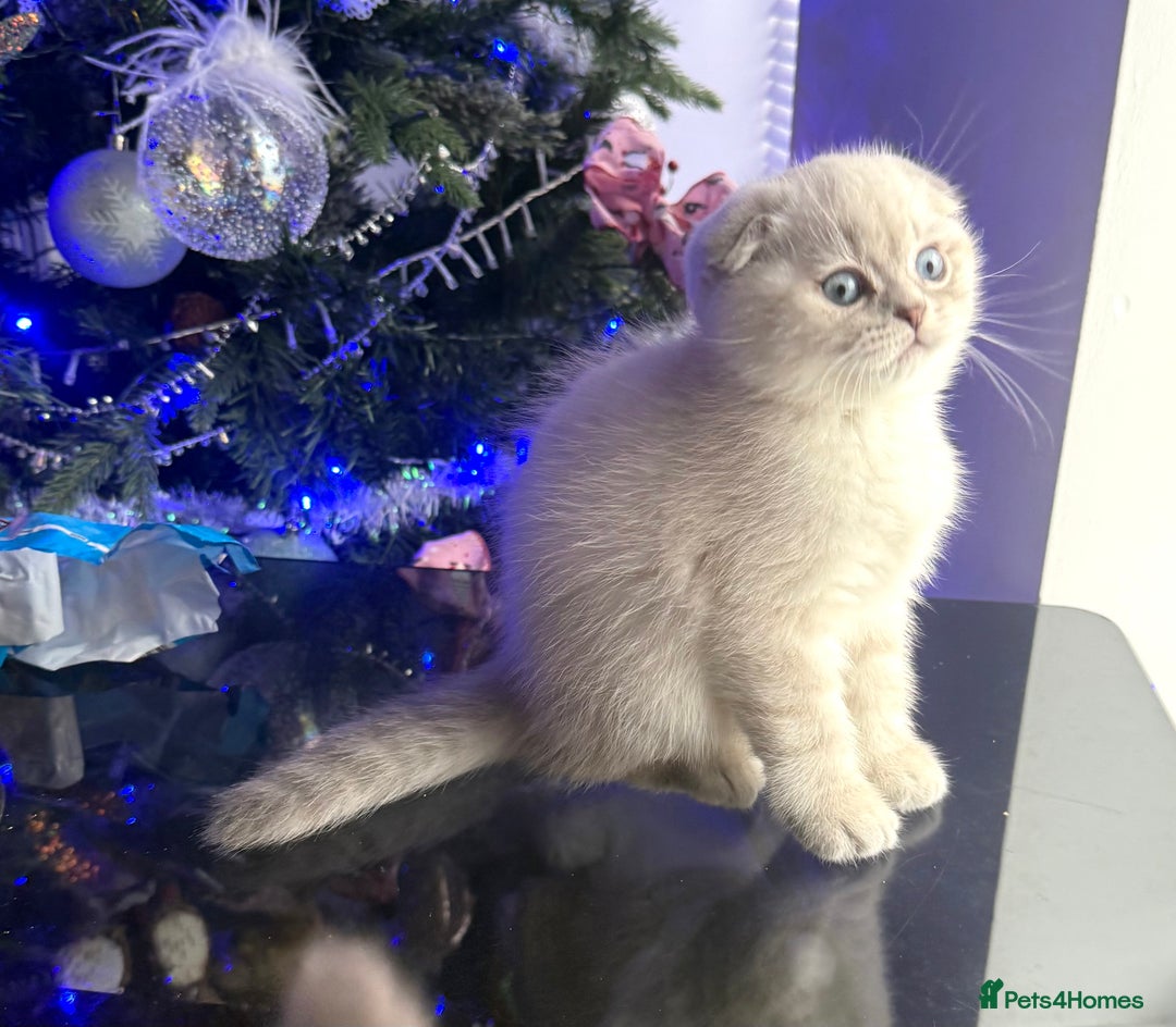 Scottish Fold cats for sale: 😻Stunning Pure breed Scottish fold kittens 😻 - Advert 30