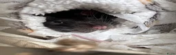 Rat rodents for sale: Rats for rehoming  - Advert 6