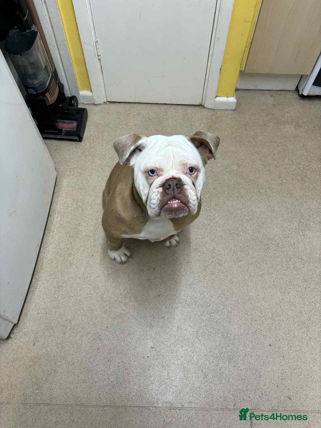 English Bulldog dogs for sale: New English bulldog girl - Advert 3