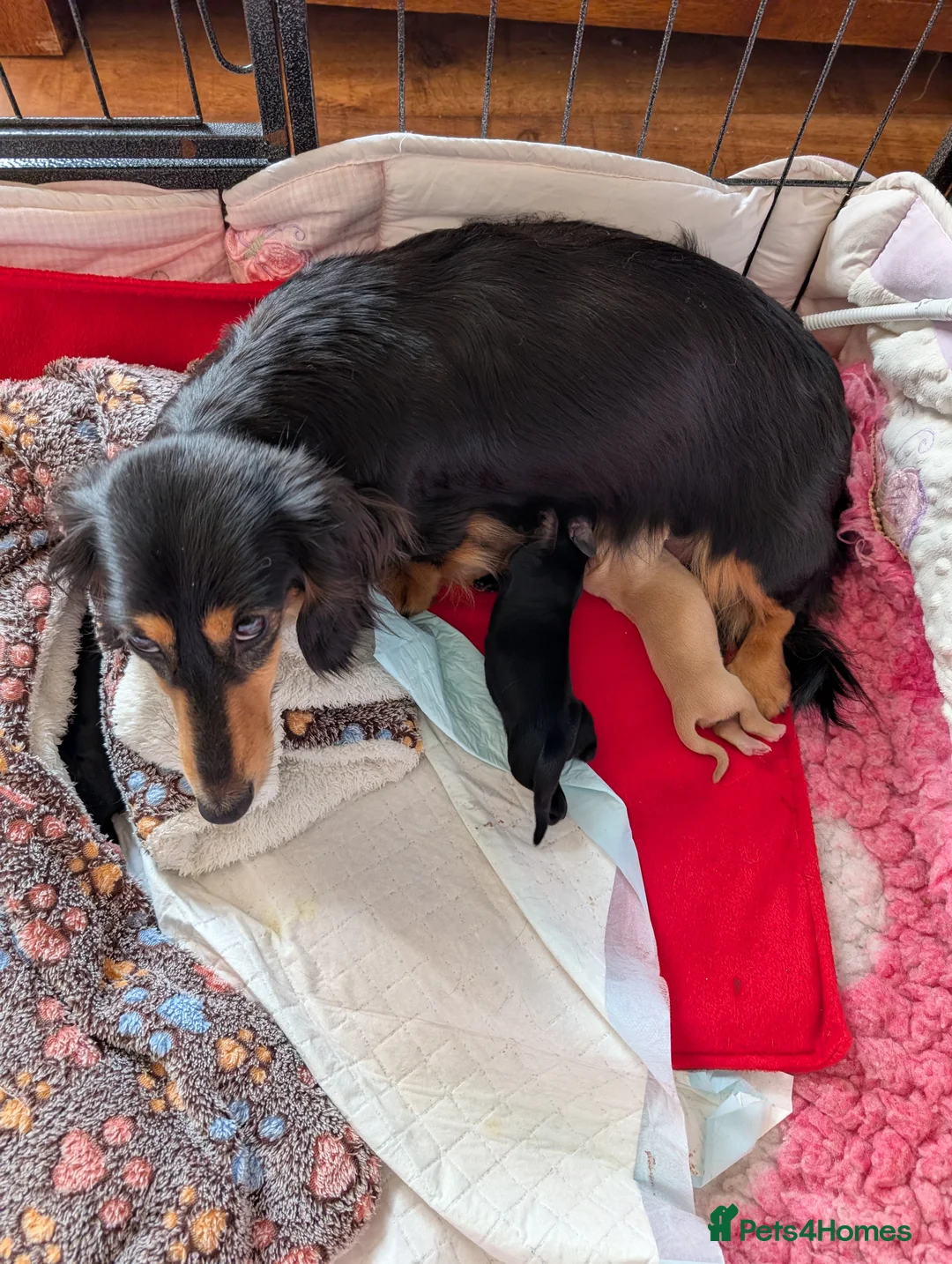 Miniature Dachshund dogs for sale: Stunning miniature dachshund  - Advert 10