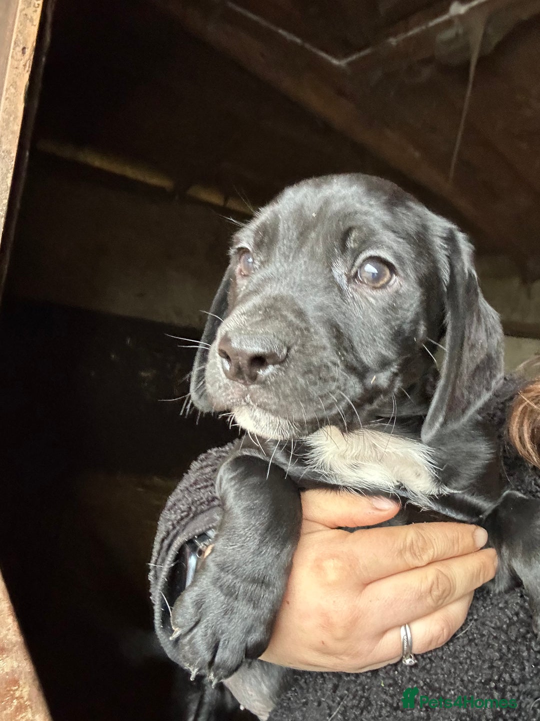 Mixed Breed dogs for sale: Beautiful litter of puppies. Mixed breeds❤️ - Image 2