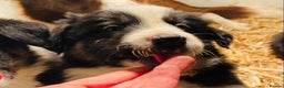 Border Collie dogs for stud: ISDS & KC, well proven, health tested clear stud in Darlington - Advert 22
