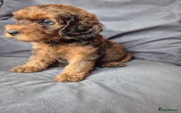 Cockapoo dogs for sale: F1b Cockapoo - ready this weekend - Image 4