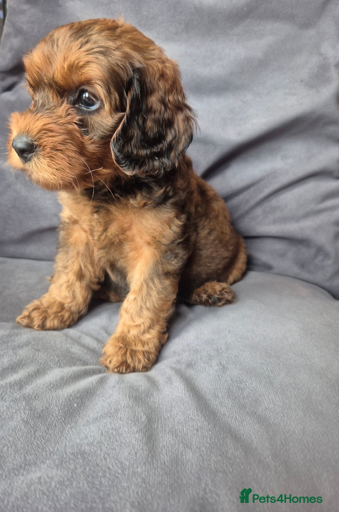 Cockapoo dogs for sale: F1b Cockapoo - ready this weekend - Image 4