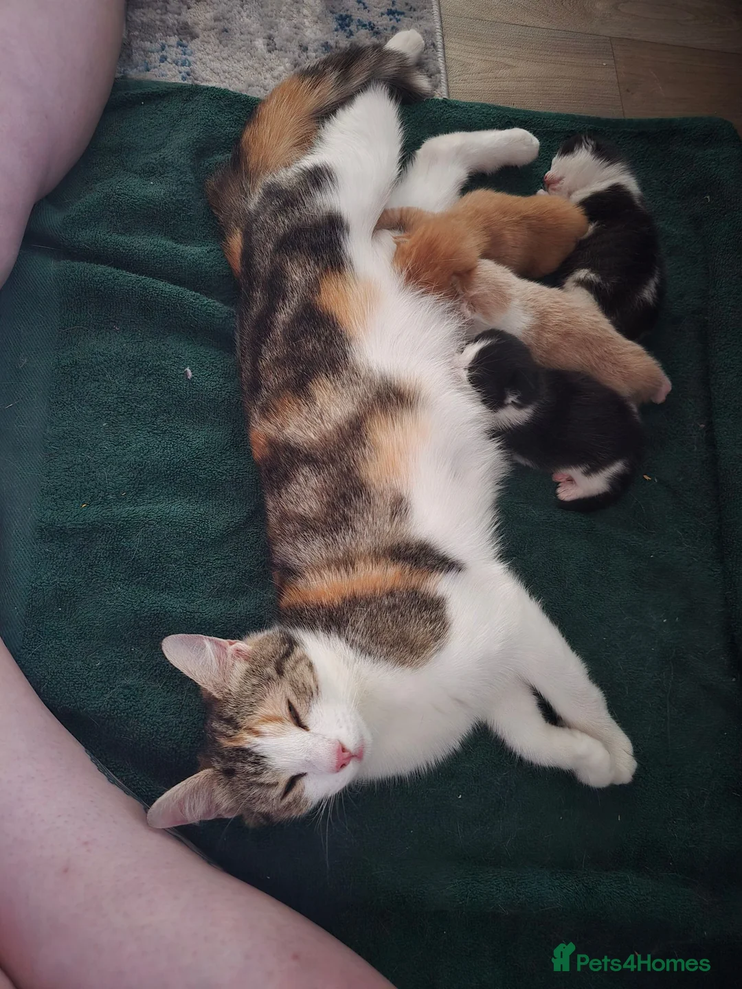 Mixed Breed cats for sale: 3 cute playful kittens available  in Birmingham - Advert 17