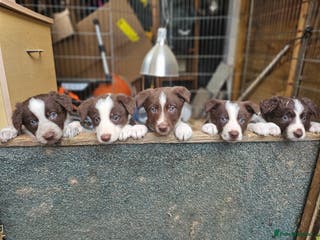 Border Collie dogs Red border collie pups for sale - Advert 9