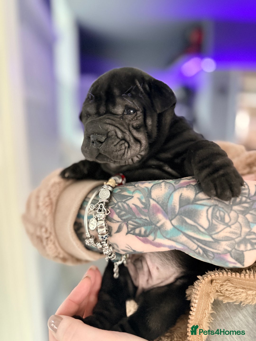 Mixed Breed dogs for sale: Shar Pei cross puppies  - Advert 2