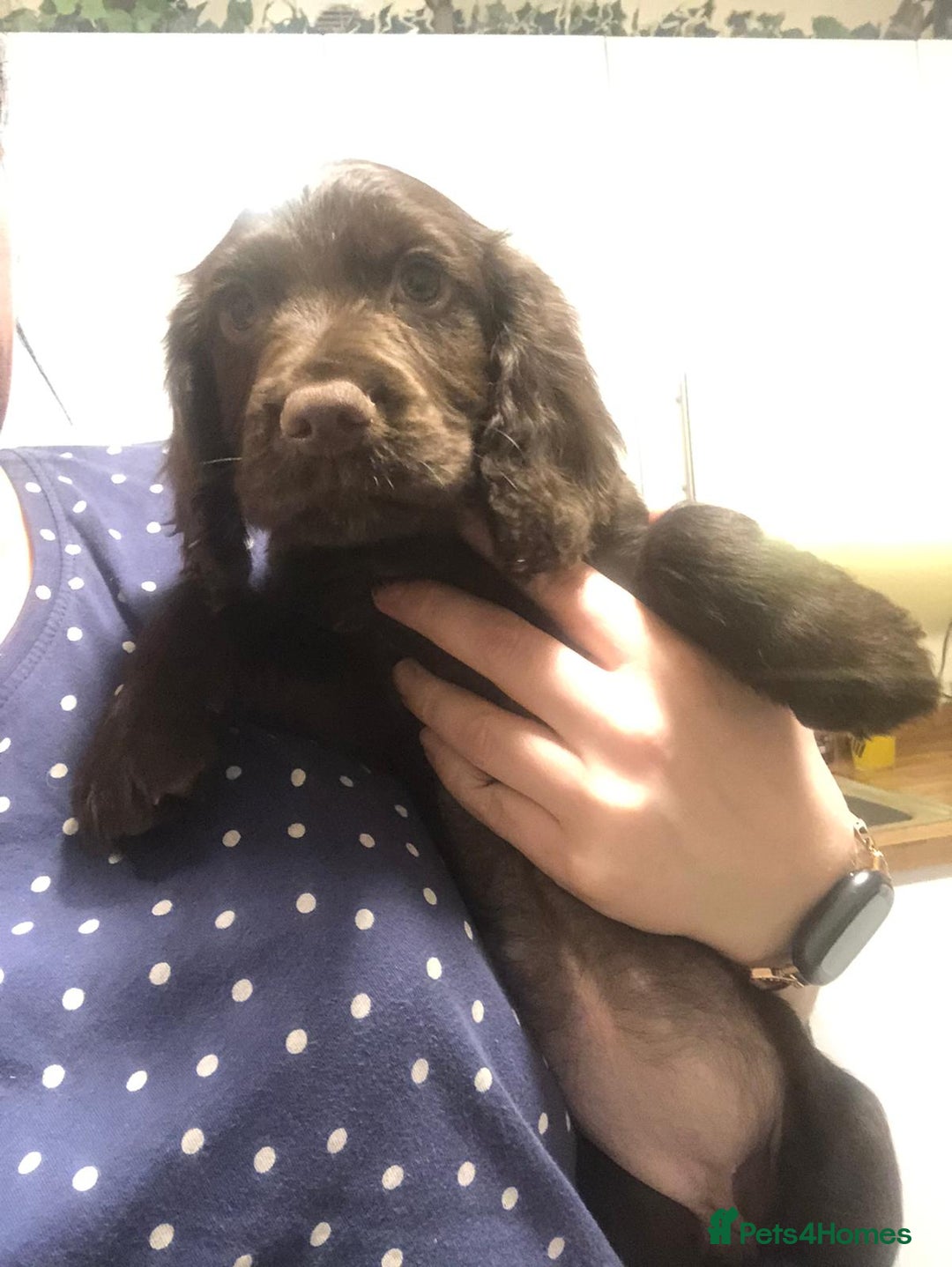 Cocker Spaniel dogs for sale: Cocker spaniel pup kc registered ⭐️ - Advert 3