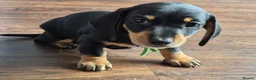 Miniature Dachshund dogs for sale: 1 puppy minature dachshund boy avaliable - Advert 5