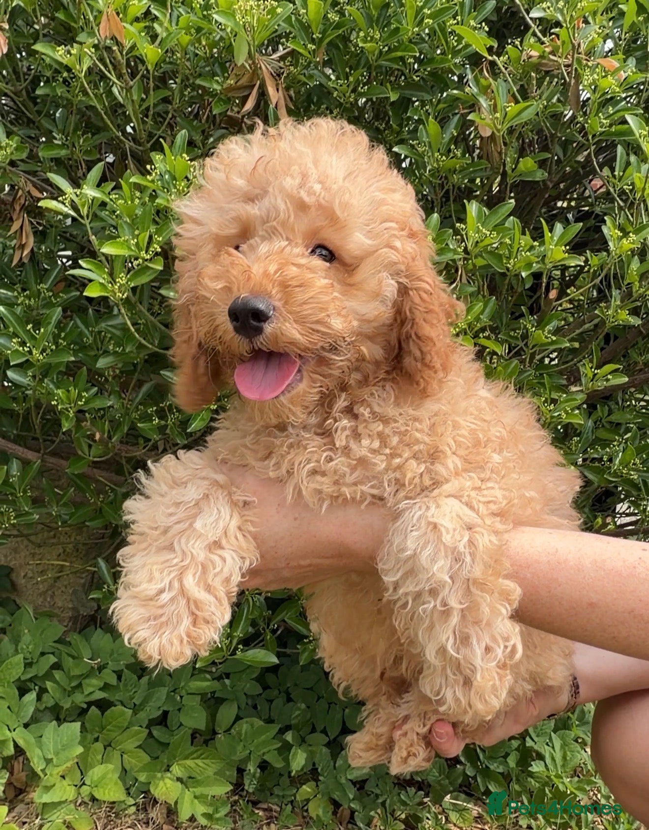 Cavapoo dogs Gorgeous f2b Cavapoo Puppies Ready to Leave - Advert 2