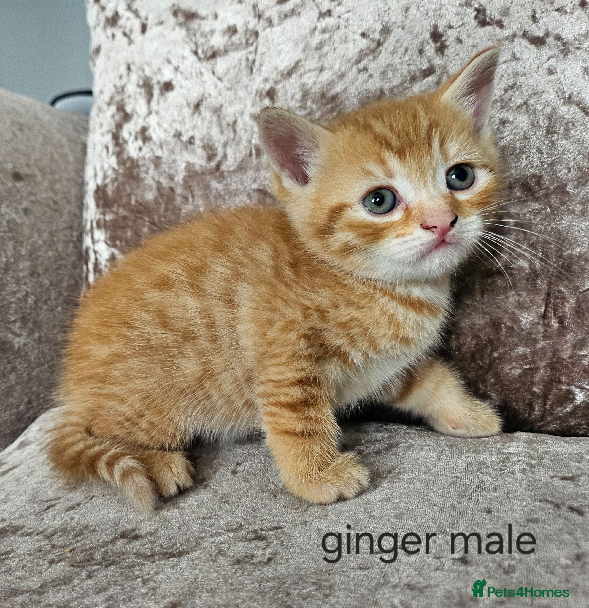 Mixed Breed cats 5 kittens x British blue shorthairs crossed  - Advert 4