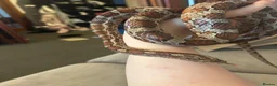 Corn Snake reptiles for sale: Western hognose with full setup and a corn snake. in Hamilton - Advert 3