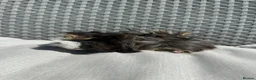 Guinea Pig rodents for sale: Very handsome baby long haired guinea pigs. - Advert 10