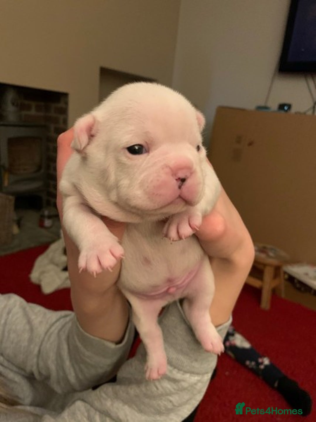 French Bulldog dogs for stud: Latte male proven stud in Harpenden - Image 12