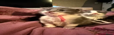 Pink collar 